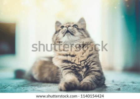 Similar – Fluffy cat lies snugly on the back, top view