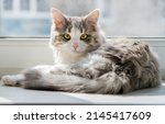 The fluffy cat lies on the windowsill and looks into the camera. A young cat with yellow eyes.