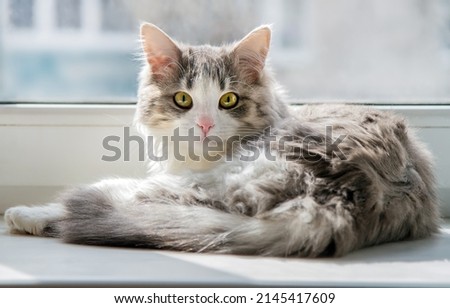 The fluffy cat lies on the windowsill and looks into the camera. A young cat with yellow eyes.