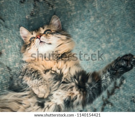 Fluffy cat lies snugly on the back, top view