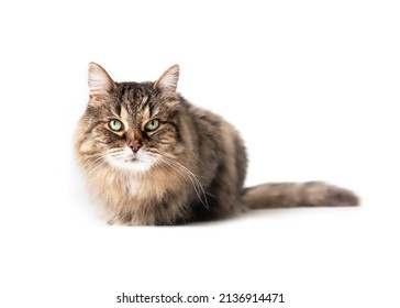 Fluffy Cat Looking At Camera While Crouching Or Sitting On Floor. 16 Years Old Senior Tabby Cat With Beautiful Green Eyes And Long Whiskers. Full Body Of Long Hair Female Cat. Selective Focus.