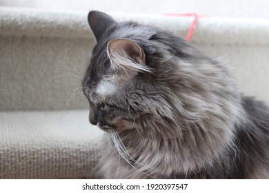 Fluffy Cat Looking Down and Away
