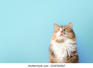 Fluffy cat looking up in front of blue background. Long hair female calico or torbie cat staring with intense expression at something above. Pet on colored background with copy space. Selective focus.