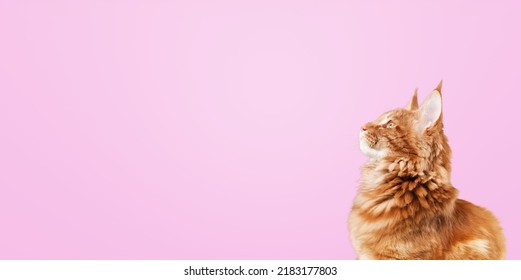 Fluffy cat looking up with intense expression or waiting for food. Cute pet
