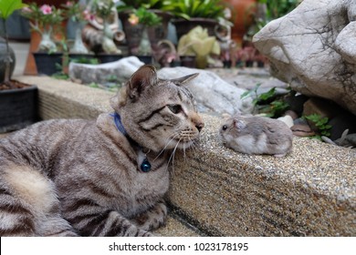 A fluffy cat looking at a tiny hamster walking in the garden, selective focus
