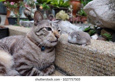 A fluffy cat looking at a tiny hamster walking in the garden