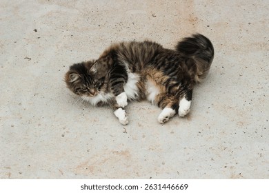 Fluffy cat lounging and stretching on a concrete surface in an outdoor setting during daylight hours