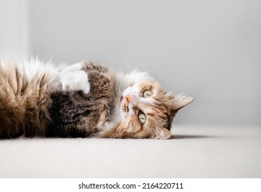 Fluffy Cat Lying On Back With Paws Up On Carpet In Living Room, Close Up. Totally Relaxed And Happy Indoor Cat With Paws In The Air. Long Hair Female Cat. Torbie Or Calico Cat. Selective Focus.