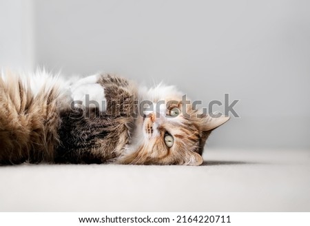 Fluffy cat lying on back with paws up on carpet in living room, close up. Totally relaxed and happy indoor cat with paws in the air. Long hair female cat. Torbie or calico cat. Selective focus.