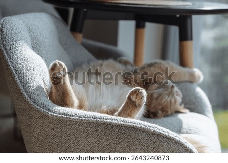 A fluffy cat is lying on its back in a soft chair, enjoying the warm sunlight streaming through the window, exuding a sense of peace and relaxation