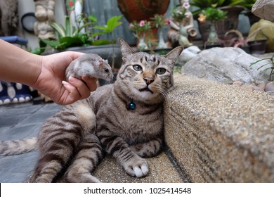 A fluffy cat lying on the floor and a tiny hamster in girl's hand in the garden