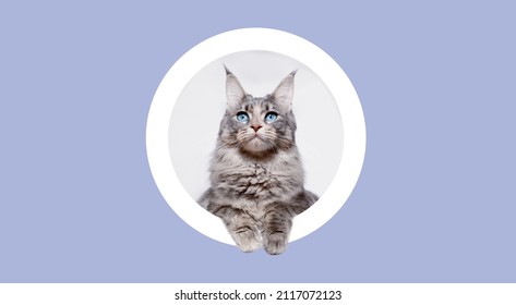 Fluffy cat Maine Coon breed climbs out of round hole in colored background. Funny large gray kitten with beautiful big blue eyes. Free space for text. Wide angle horizontal wallpaper or web banner.