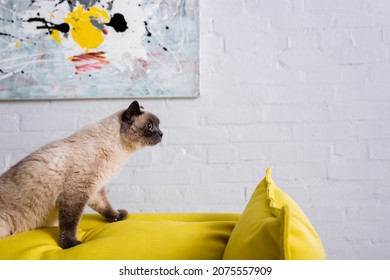 Fluffy Cat On Yellow Couch Near Blurred Painting On White Wall