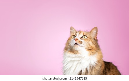 Fluffy cat with pink background. Long hair female calico or torbie cat  looking up with intense expression or waiting for food. Cute pet on colored background with copy space. Selective focus.
