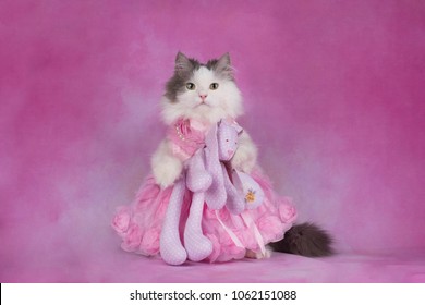 Fluffy Cat In A Pink Dress Holds A Favorite Toy