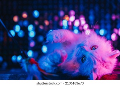Fluffy cat playing and feather teaser stick studio neon colorful light  Thoroughbred domestic kitty trying to catch toy blue pink gradient background  Well  groomed pets  