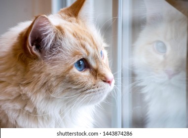 Fluffy Cat With Reflection In Window