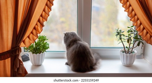 A fluffy cat is resting on the windowsill and watching cat TV. The cat in the interior of the apartment on the windowsill among indoor flowers looks out the window. Persian cat. Selective soft focus. - Shutterstock ID 2255159249