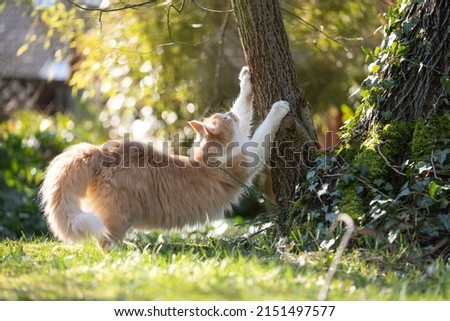 fluffy cat scratching tree outdoors in sunlight