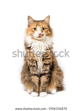 Fluffy cat sitting down. Full body cat portrait. Cute orange, white and black torbie kitty is looking at the camera. Yellow eyes and beautiful asymmetric markings. Isolated on white. Selective focus. 