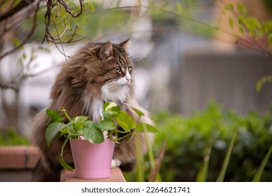 fluffy cat sitting in his terrace near a plant in a pink vase