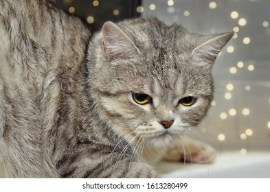 Fluffy cat sitting on the background of the window. Selective focus - Powered by Shutterstock