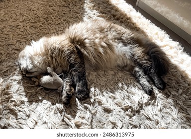 A fluffy cat sleeps peacefully on a shaggy carpet, holding a toy. The scene captures a cozy and tranquil moment in a home setting. - Powered by Shutterstock