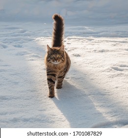 Fluffy cat in the snow, in Sunny weather