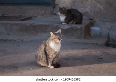 a fluffy cat squints and basks in the rays of the setting sun