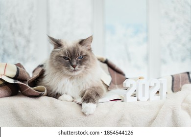 Fluffy cat of tabby point color at home on the windowsill covered with a plaid, next to a book and a mug, winter outside the window - Shutterstock ID 1854544126
