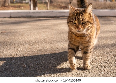 Fluffy cat walks along the street. Pet cat, affectionate and long-haired