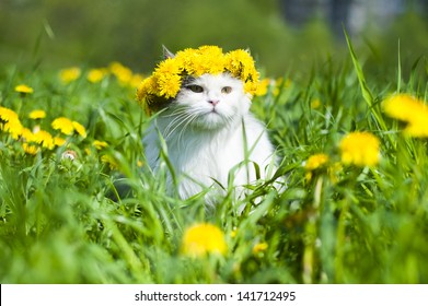 Fluffy Cat Walks In The Spring Grass