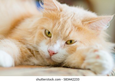 Red Kitten Siberian Breed Two Months Stock Photo (Edit Now) 170346416 picture picture