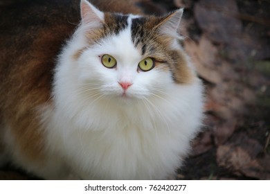 Fluffy cat with yellow eyes