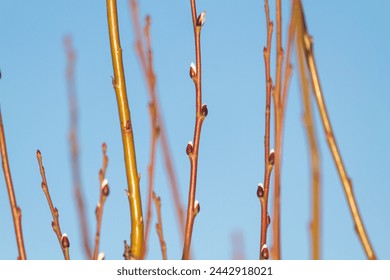 Fluffy catkins on pussy willow branch against blue sky. Tree branches with catkins against bright blue sky. Orthodox symbol of Easter pussy willow branches with catkins.