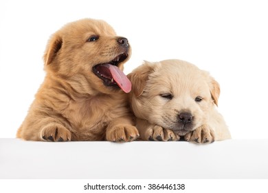 Fluffy Chowchow Puppy Isolated Stock Photo (Edit Now) 1377097382