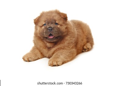 fluffy chow-chow puppy isolated  - Shutterstock ID 730343266