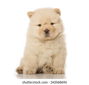 234,009 Fluffy puppy Images, Stock Photos & Vectors | Shutterstock