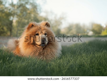 A fluffy cloud with four paws