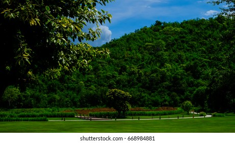 Fluffy cloud and tree