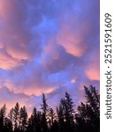 Fluffy clouds in forest at sunset