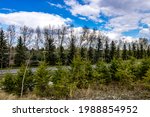 Fluffy clouds and pine trees. Fish Creek Provincial Park. Alberta, Canada