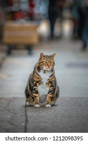 Fluffy Clumsy Cat