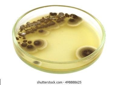 135 Mold Air Sampling Images, Stock Photos & Vectors | Shutterstock