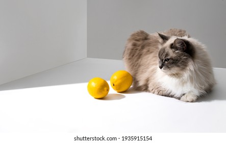 Cat Lemon Images Stock Photos Vectors Shutterstock