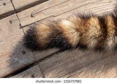 A Fluffy And Colorful Racoon Tail Could Be Used For A Variety Of DIY Projects. This One Is Displayed Outside On The Wooden Deck In Missouri.