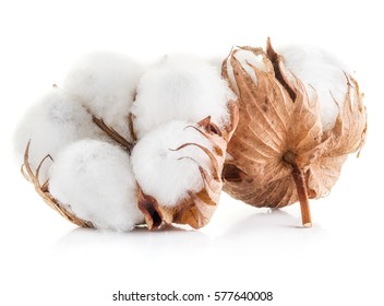 Fluffy Cotton Ball Of Cotton Plant On A White Background.