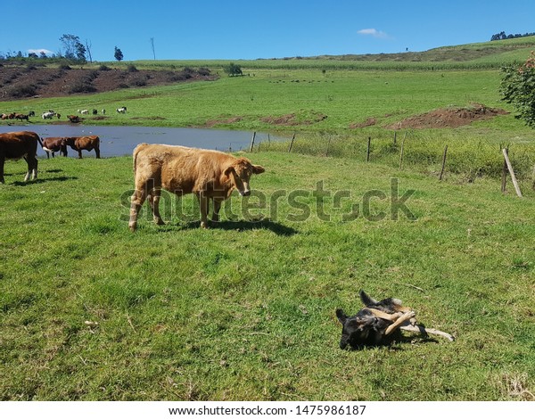 rolling dog farm