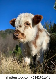 Fluffy Cow Relaxing In The Pasture