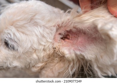 Fluffy Curly White Long Hair Small Poodle With Irritated Redness Skin Or Part Of Pet Body Interior Of Senior Dog’s Ear Holding Open For Cleaning At A Vet Visit, Healthcare And Skin Allergy Concept